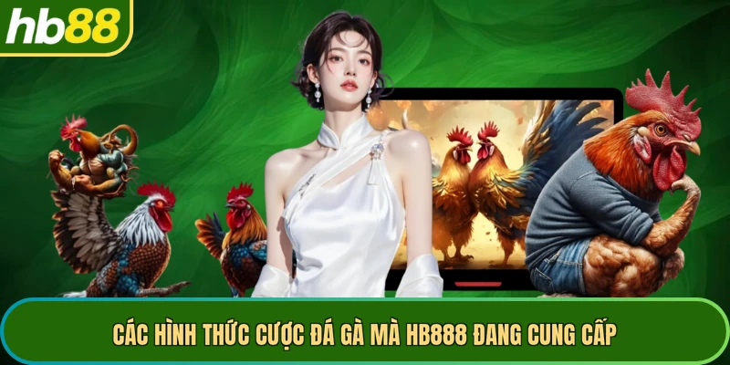 Các hình thức cược đá gà mà HB888 đang cung cấp