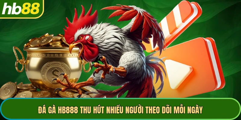Đá gà HB888 thu hút nhiều người theo dõi mỗi ngày